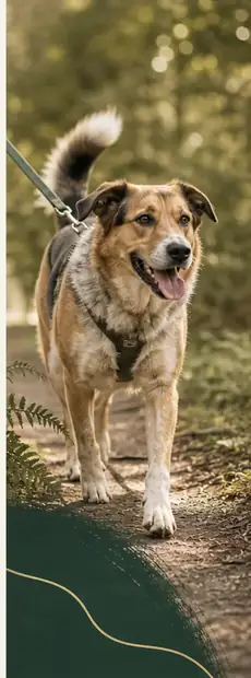 How Much Activity Does a Dog Need? Not More. The Right Kind.