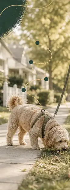 How Much Walking Does My Dog Need? The Routine Beats the Hero Walk.