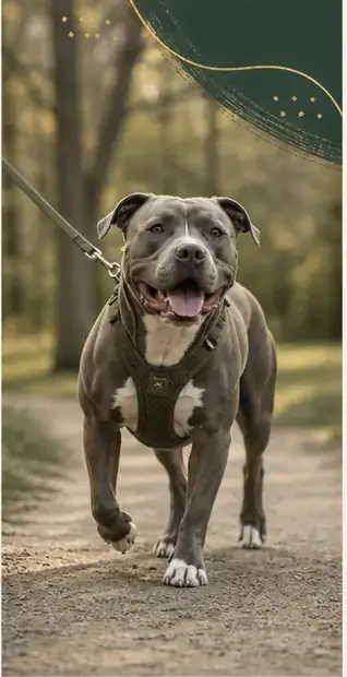 How Much Exercise Does a Pitbull Need? Start With the Dog, Not the Label.