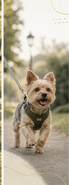 How Much Exercise Does a Small Dog Need? Small Is Not Lazy.